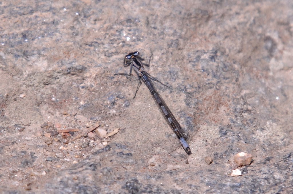 023 2007-06131599 Monarch Lake, CO.JPG - Boreal Bluet Damselfly (Enallagma boreal). Monarch Lake, CO, 6-13-2007